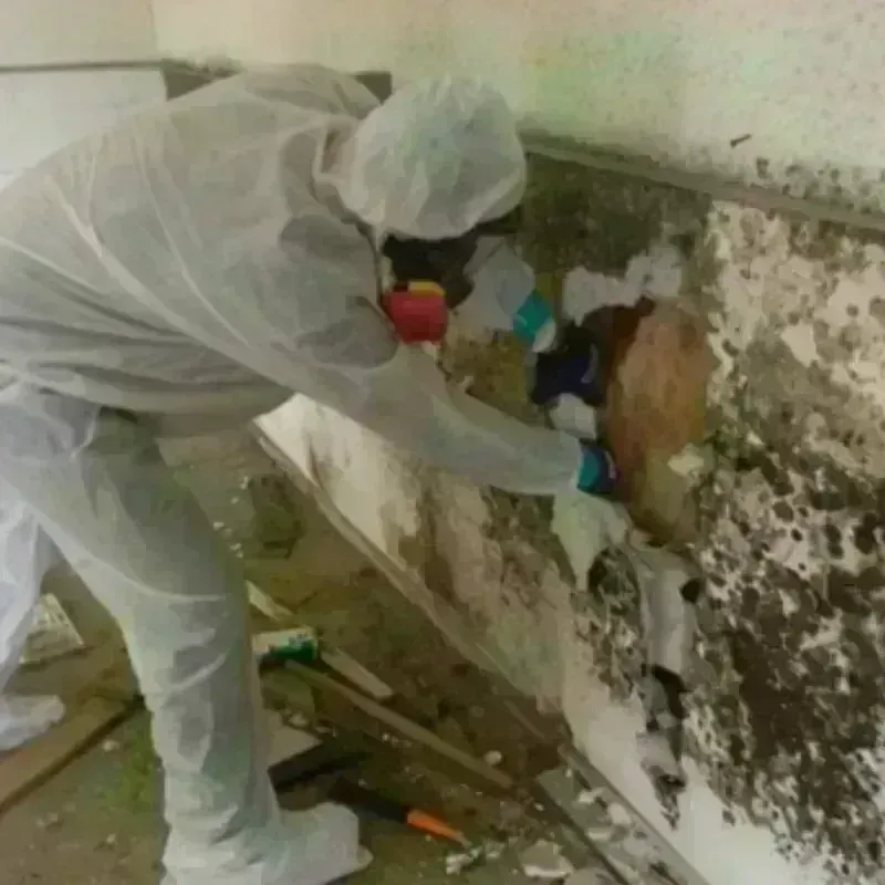 Mold Remediation and Removal in El Paso, IL